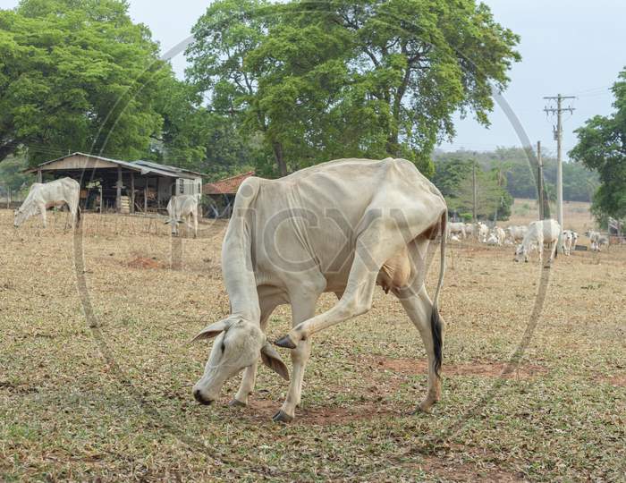 Nellore Cow Scratching His Head With His Hind Leg In The Countryside Of Brazil