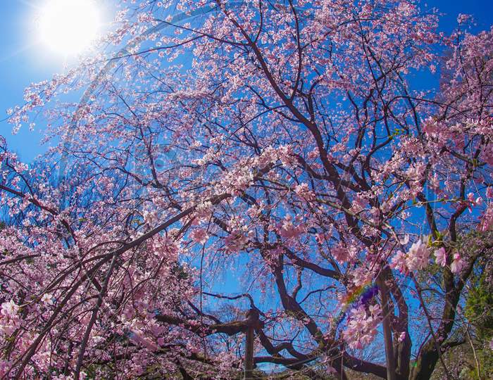 Weeping Cherry Tree And Sunny Blue Sky