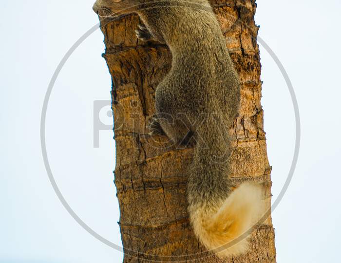 Pattaya Beach Cute Squirrel (Thailand)