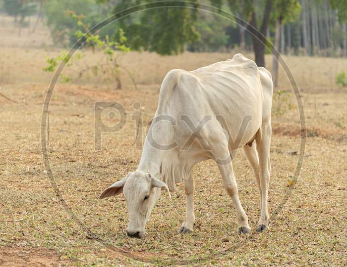 Cow Eating Grass In A Farm Pasture In The Countryside Of Brazil