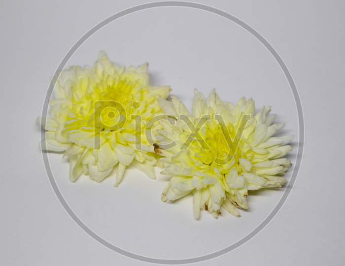 White Yellow Flowers On White Background.
