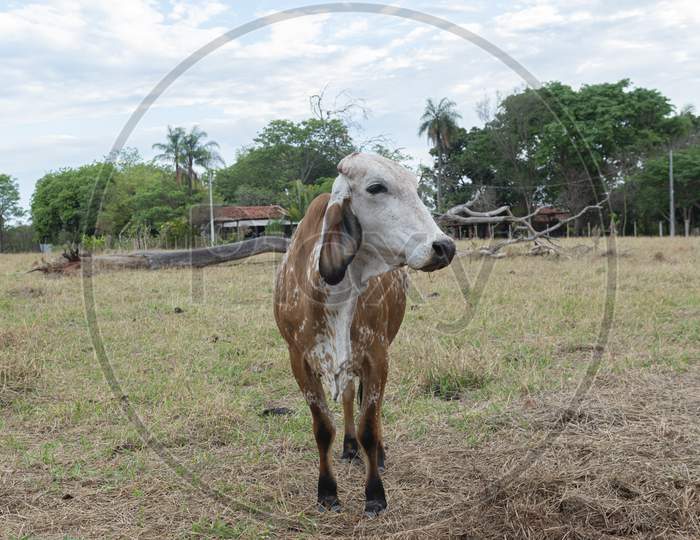 Gir Cow In A Beautiful Brachiaria Pasture In The Countryside Of Brazil