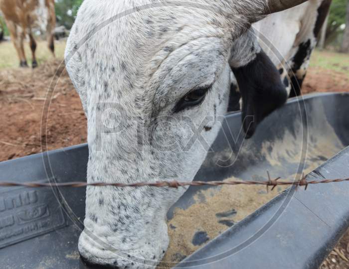 Gyr Bull Eating In A Feeder Near A Barbed Wire Fence In A Farm In Brazil.