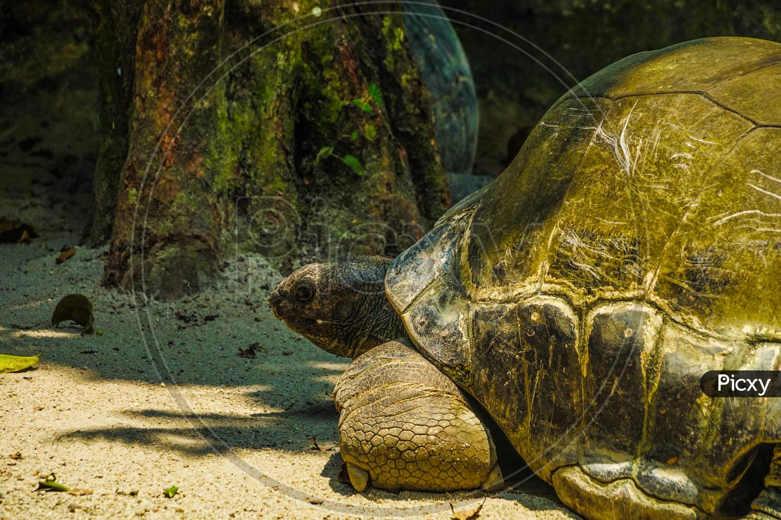 An Elephant Turtle To Relax At The Coast