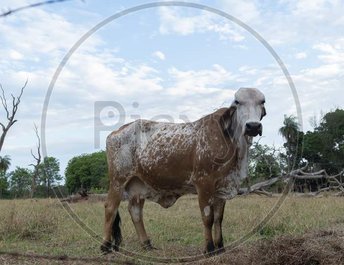 Gir Cow In A Beautiful Brachiaria Pasture In The Countryside Of Brazil