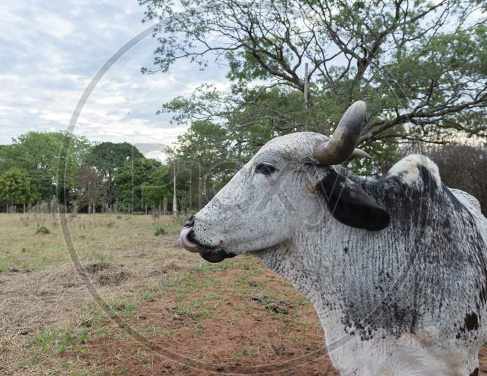 Close Up Of Ox Gir On Farm In Countryside