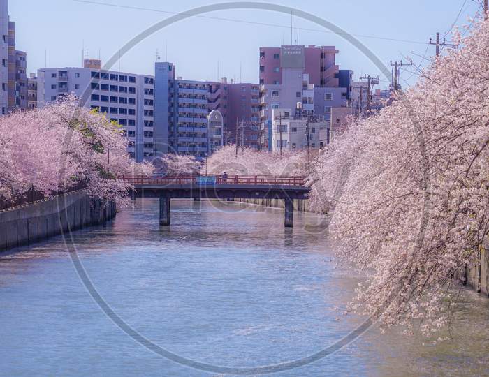 Cherry Tree In Full Bloom Of Ooka River Purobunado