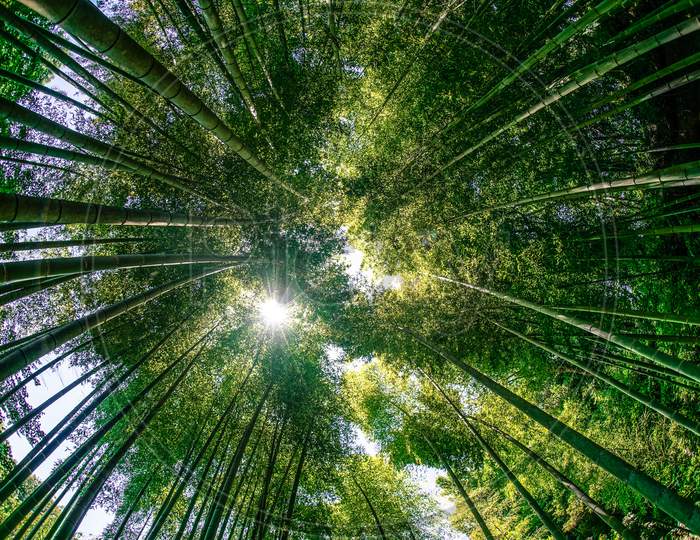 The Sun Peek From Bamboo Grove
