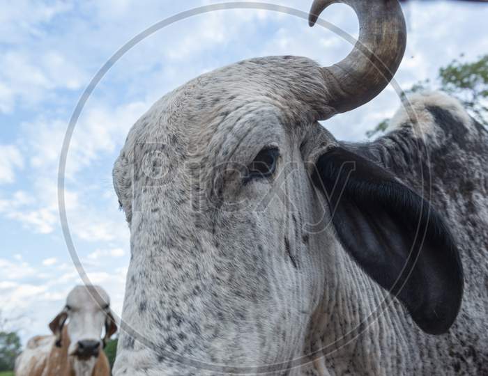 Close Up Of A Horned Steer Of The Gir Breed Of White And Black