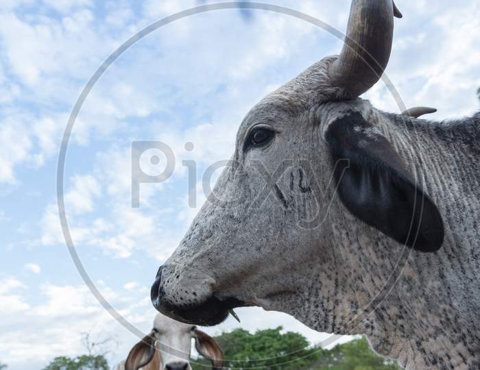 Horned Steer Of The Gir Breed Of White And Black Coloration