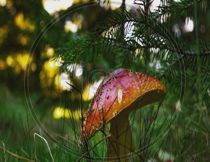 Mushroom 🍄 grow in my garden
