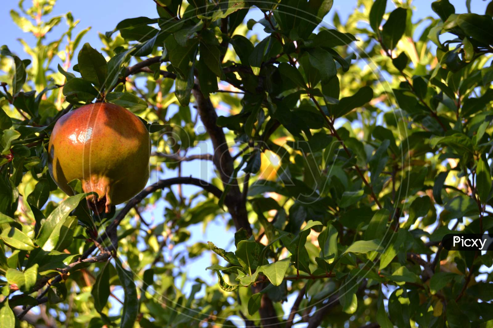 Fruit Of The Pomegranate Tree