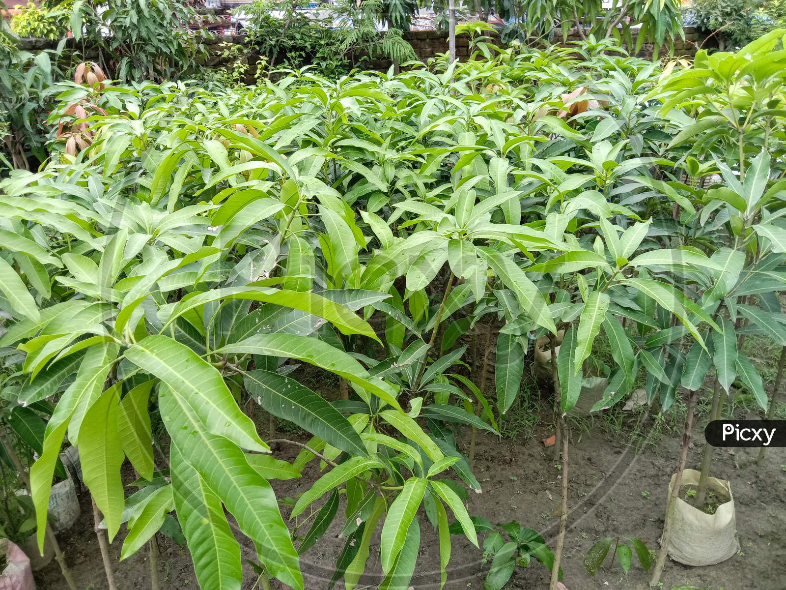 Green Colored Mango Tree Farm