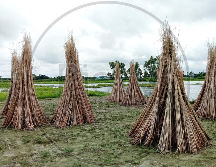 Jute Stick Bunch Stock On Field For Drying
