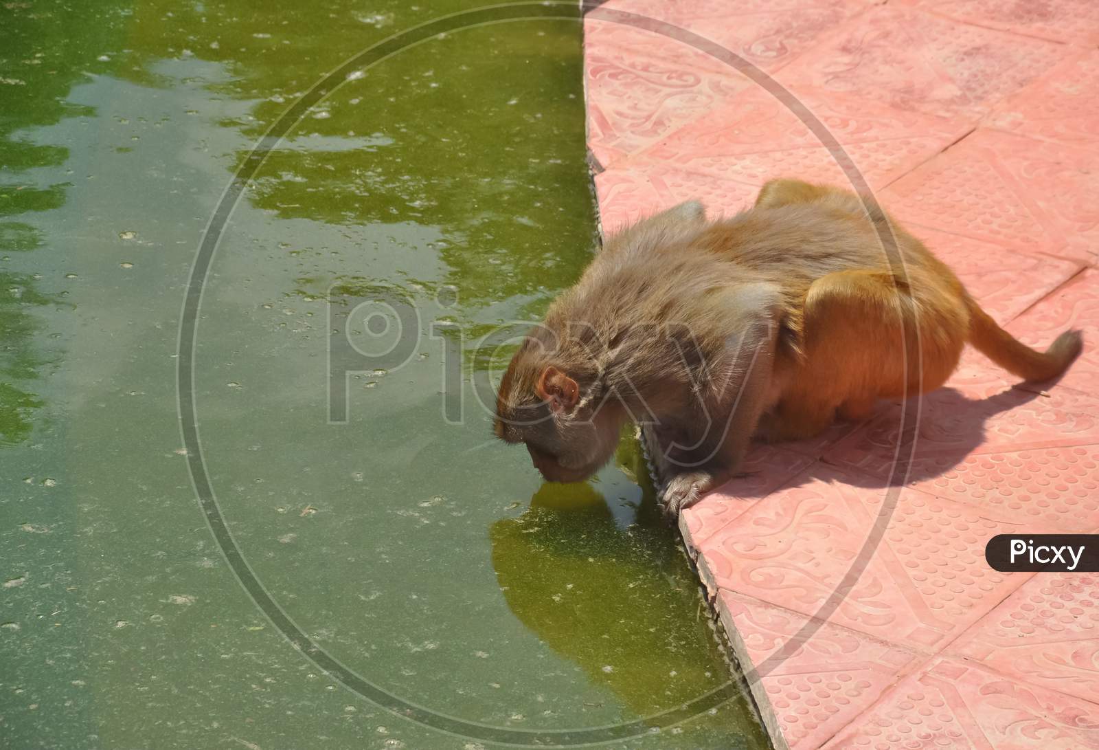 A monkey drinking water in lake