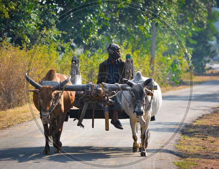 TIKAMGARH, MADHYA PRADESH, INDIA - SEPTEMBER 28, 2021: Indian farmer riding bullock cart.