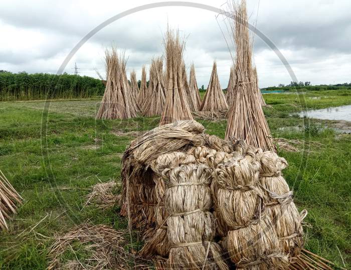 Jute And Stick Bunch Stock On Farm For Drying