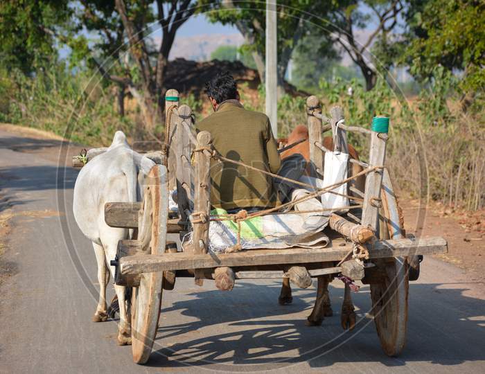 TIKAMGARH, MADHYA PRADESH, INDIA - SEPTEMBER 28, 2021: Indian farmer riding bullock cart.