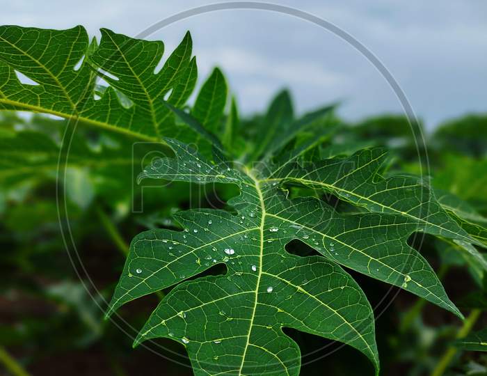 Papaya leaf with rain drops