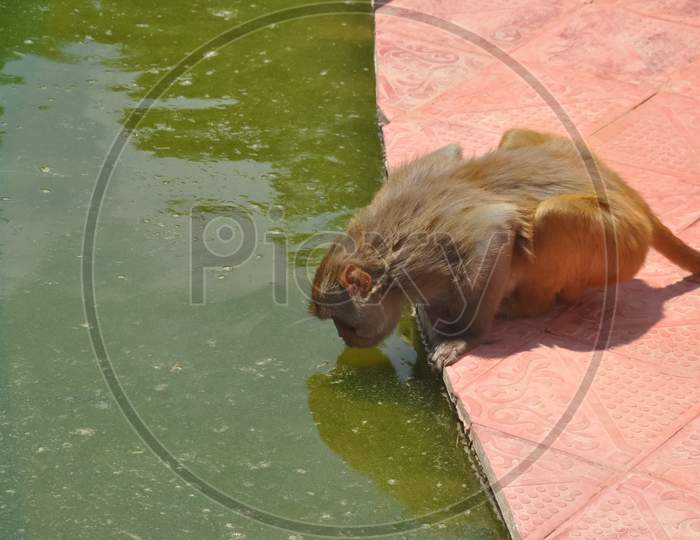 A monkey drinking water in lake