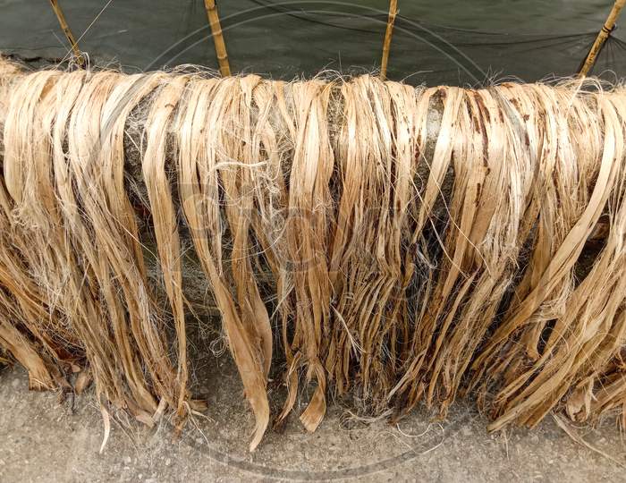 Jute Bunch Stock On Road For Drying