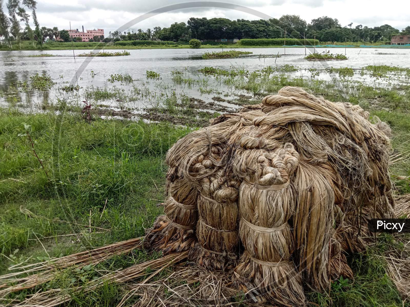 Jute Bunch Stock On Farm For Drying