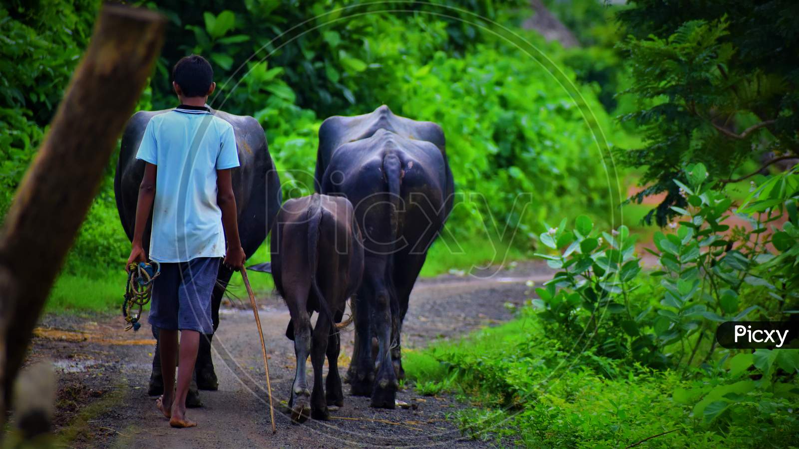 Village boy going to nearby lake with his buffaloes in search of water