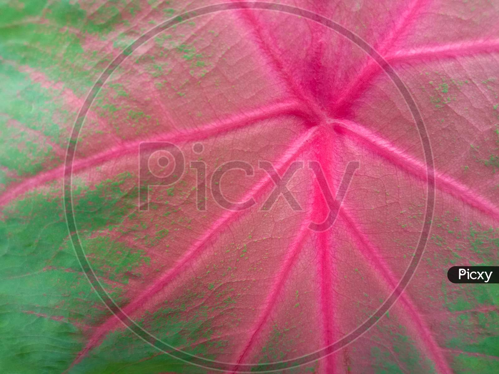 Green And Red Colored Taro Leaf