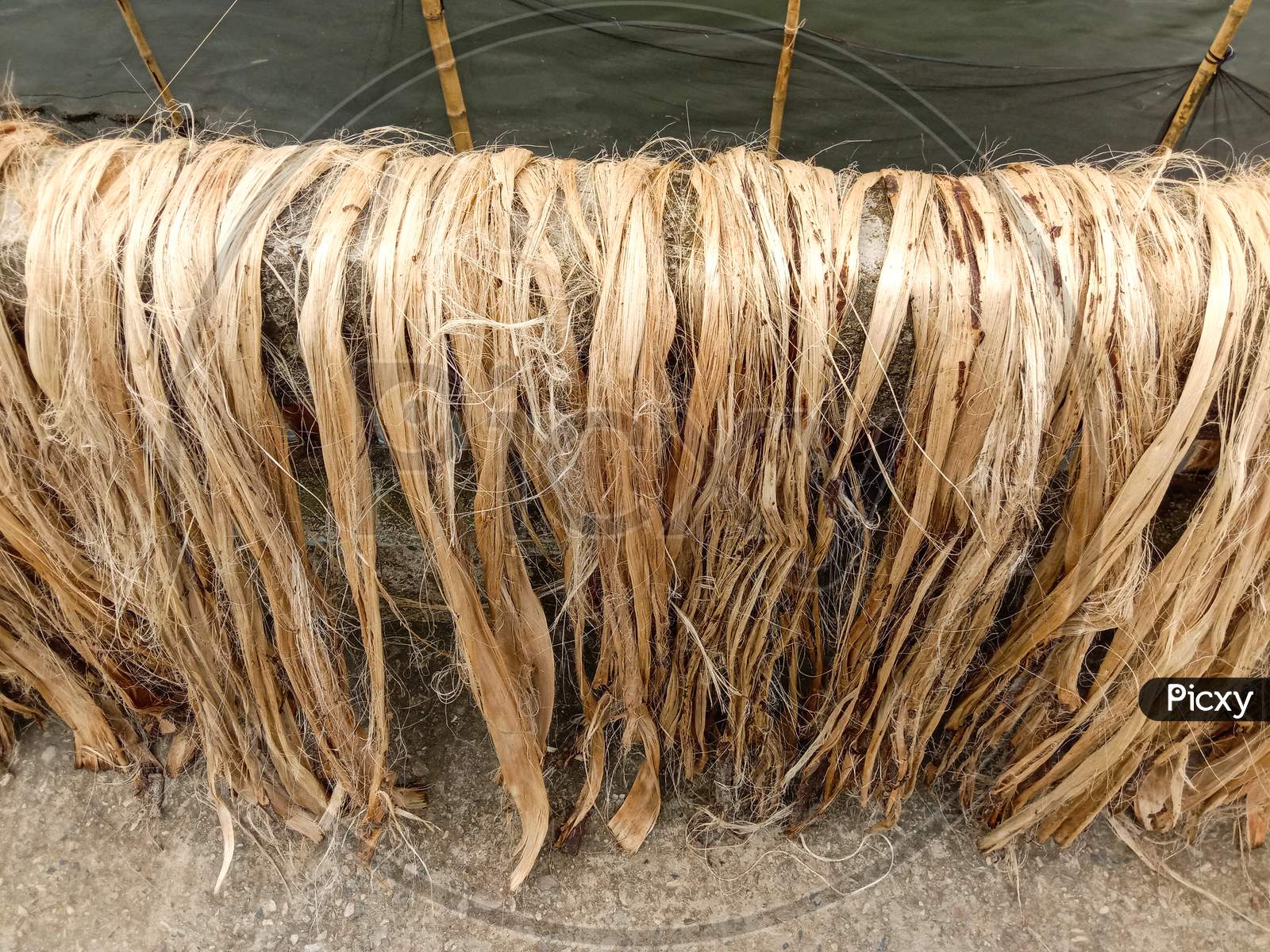 Jute Bunch Stock On Road For Drying