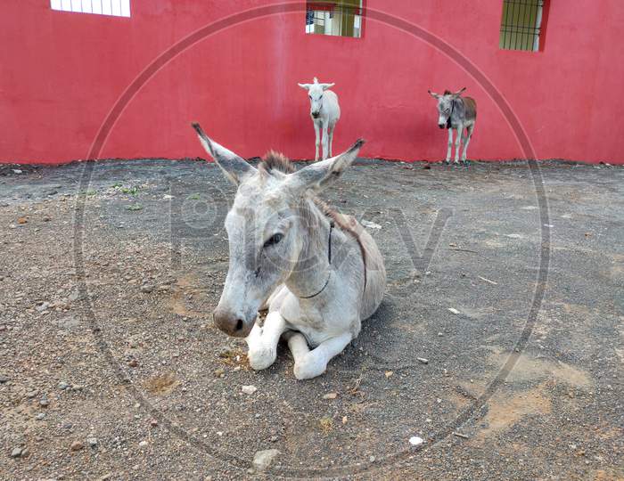 Close-Up Of Donkey On The Ground In The Village.