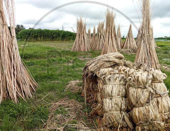 Jute And Stick Bunch Stock On Farm For Drying