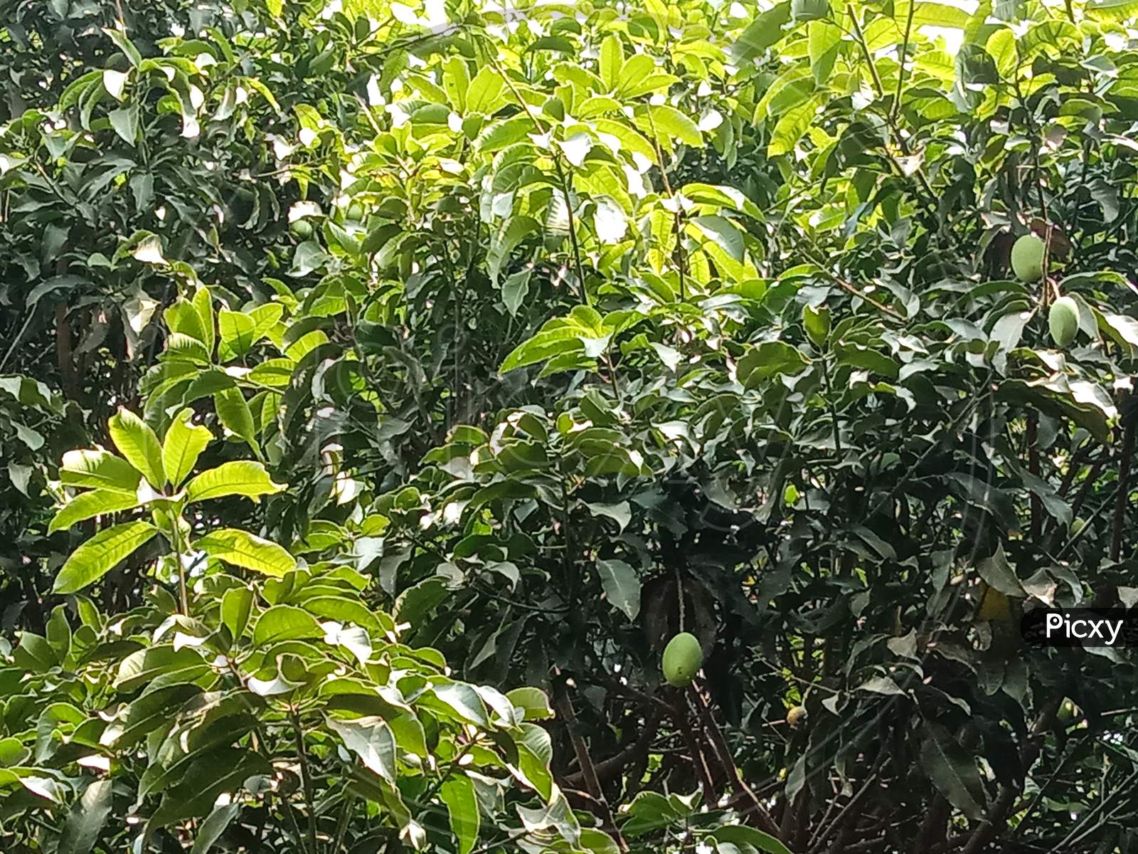Green Colored Mango Tree With Leaf