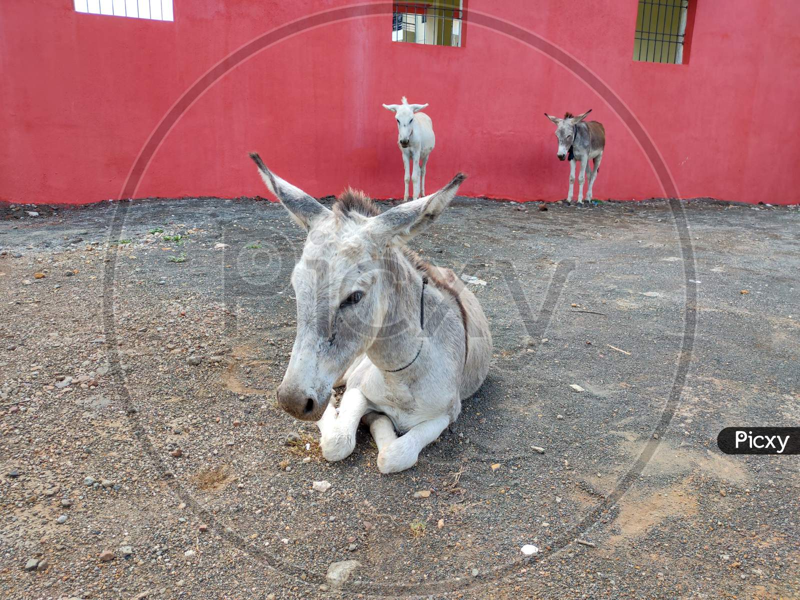 Close-Up Of Donkey On The Ground In The Village.