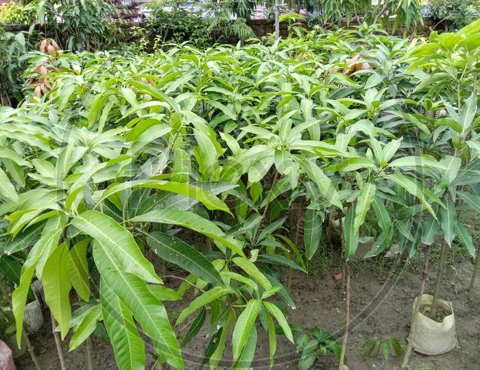 Green Colored Mango Tree Farm
