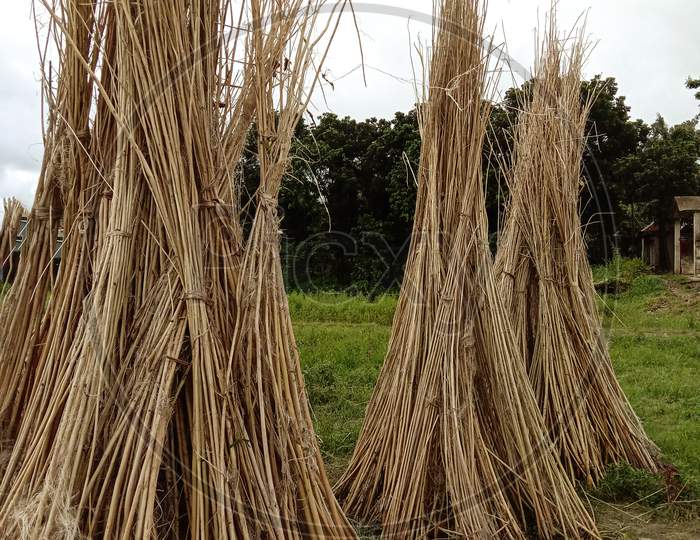 Jute Stick Bunch Stock On Field For Drying