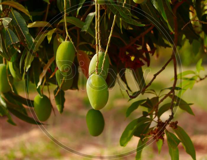 mango tree and fruits