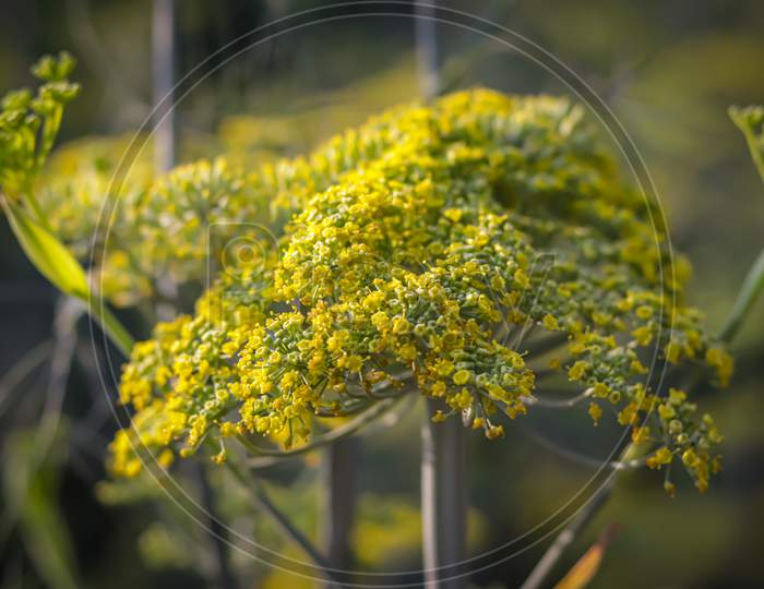 Flowering Dill,Summer Nature Meadow, Fennel Flowers,Gardening And Agriculture Concept,Natural Vegetable Organic Food Production,