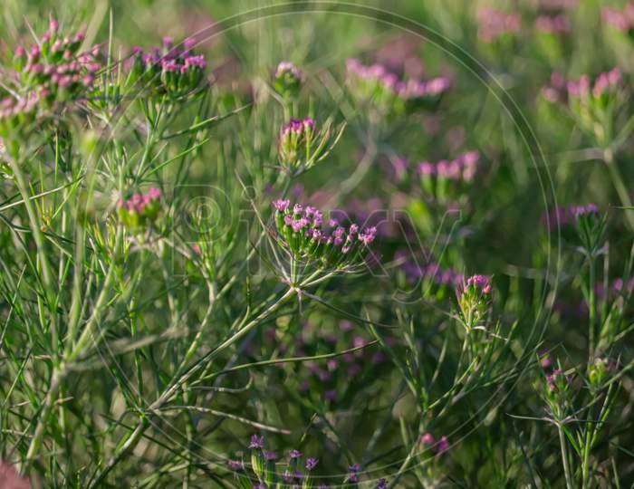 Cumin Plant In The Garden,Cumin Is One Of The Most Popular Spices,Unripped Cumin Green Plants,Cumin Cultivation And Plants,Caraway Or Carvi Plants