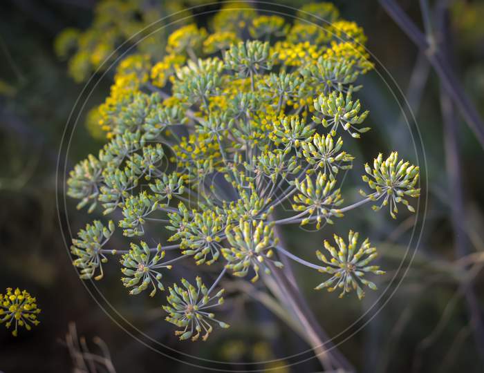 Flowering Dill,Summer Nature Meadow, Fennel Flowers,Gardening And Agriculture Concept,Natural Vegetable Organic Food Production,