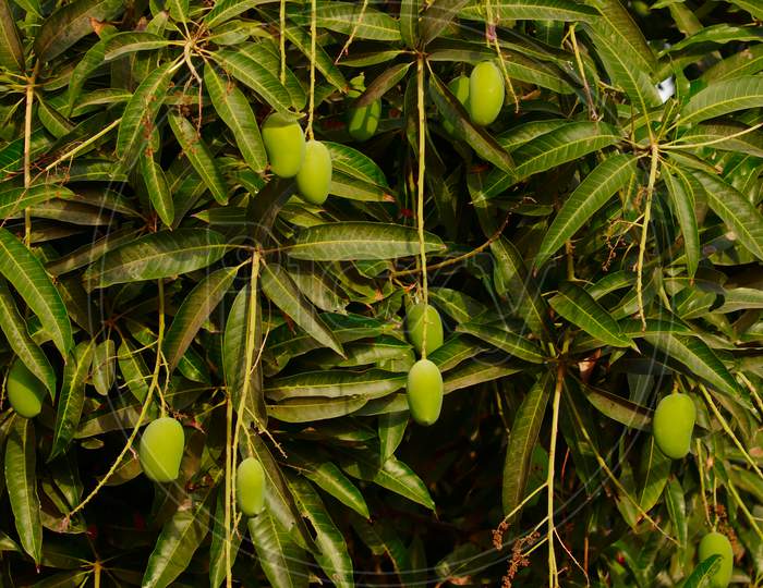 Close Up View Of Raw Mango Fruits,Footage Of Many Mango Fruit Hanging On Mango Tree,Plantations With Organic Mango Trees With Many Sweet Ripe Mango Fruits Ready For Harvest,Selective Focus
