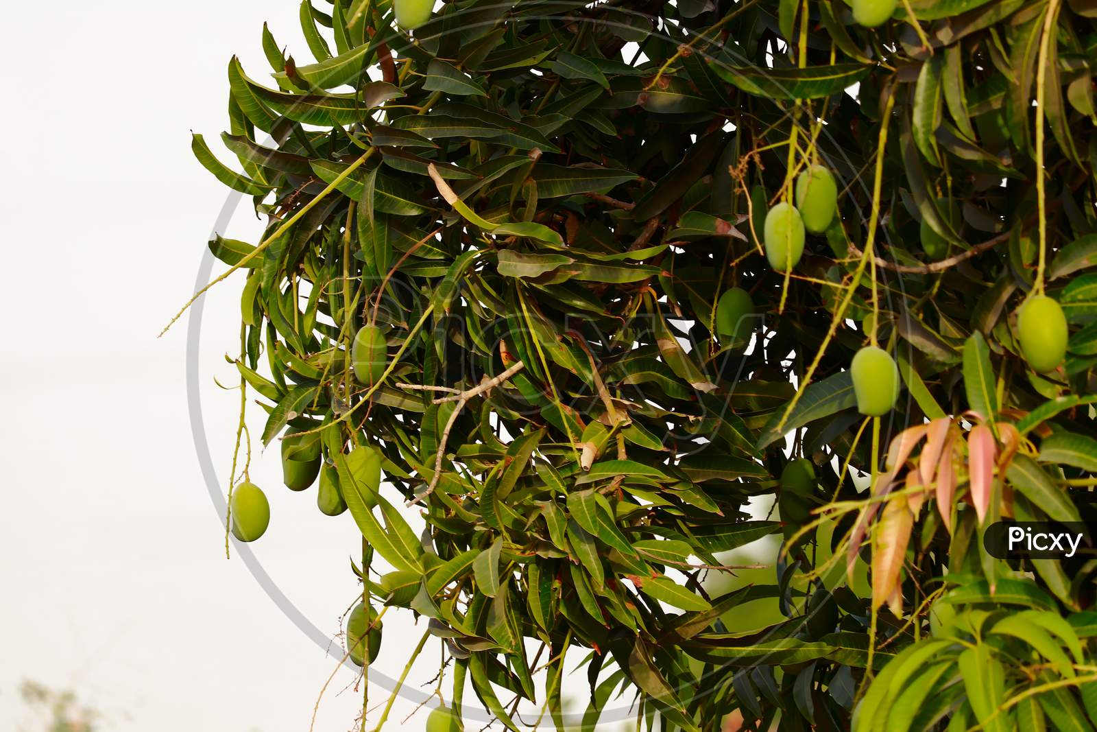 Close Up View Of Raw Mango Fruits,Footage Of Many Mango Fruit Hanging On Mango Tree,Plantations With Organic Mango Trees With Many Sweet Ripe Mango Fruits Ready For Harvest,Selective Focus