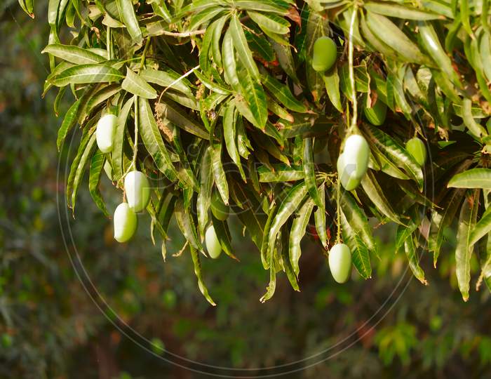 Mango Hanging On The Tree Of Mango Tree,Popular Fruit In India,Agriculture Of Mango Fruit,Agriculture Concept