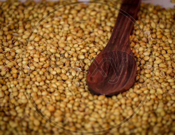 Organic Dried Coriander Seeds (Coriandrum Sativum) On Wooden Spoon ,Beautiful Indian Spice Coriander