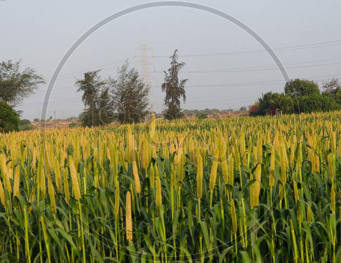 Bajra Fields In Somnath Gujarat,Millet Or Sorghum Plant Views In A Farmland,Cultivation Pearls Millet Fields,Pearls Production Of Beer And Wine,Fields Of Pearl Millets ( Bajra ) In Gujarat