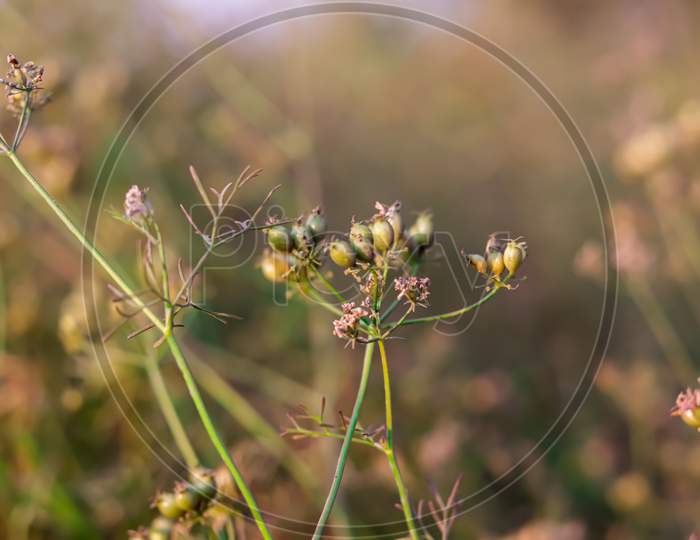 Dry Coriander Plant With Seeds On Indian Farm, Agriculture Of Coriander,Cultivation Of Coriander,