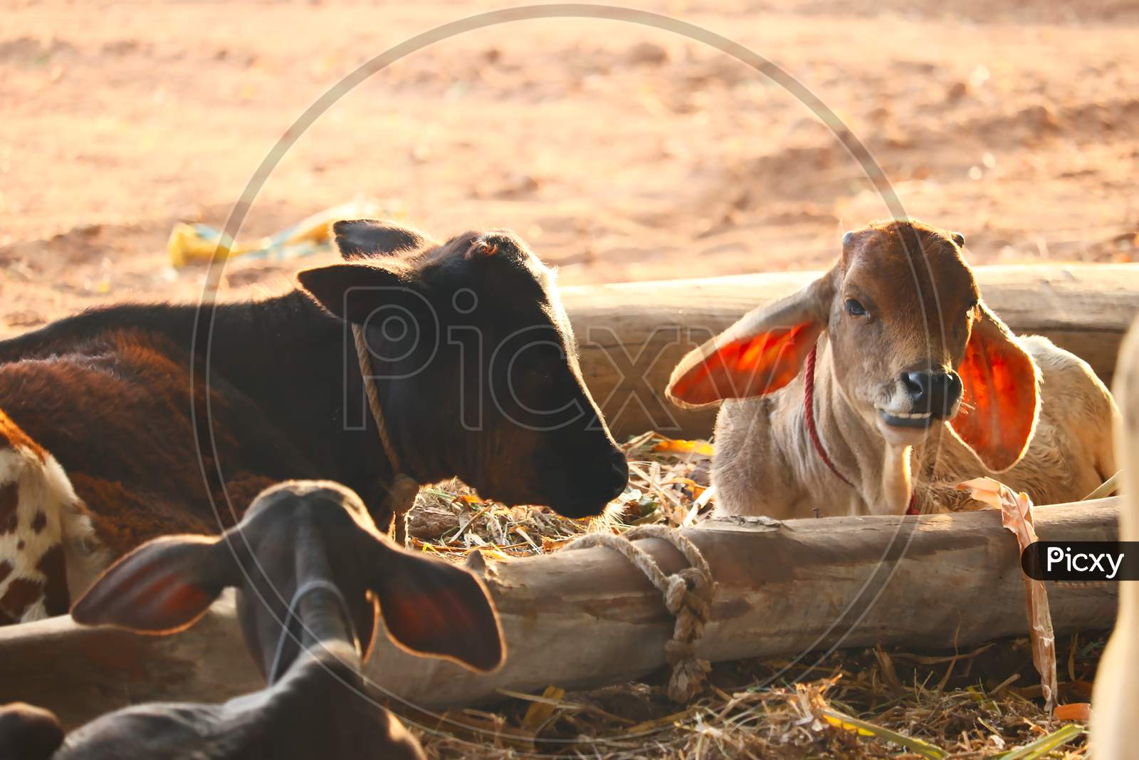 Buffalo And Cows On A Farm In India,Indian Cow Tabela In Gujarat,Dairy Cows In A Farm,Indian Buffalo