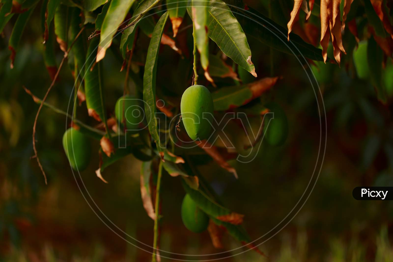 Big Mango Tree In Garden,Agriculture Of Mango,Many Mango Fruit Hanging On Mango Tree,Cultivation Of Mangoes, Asian Mango With Tree