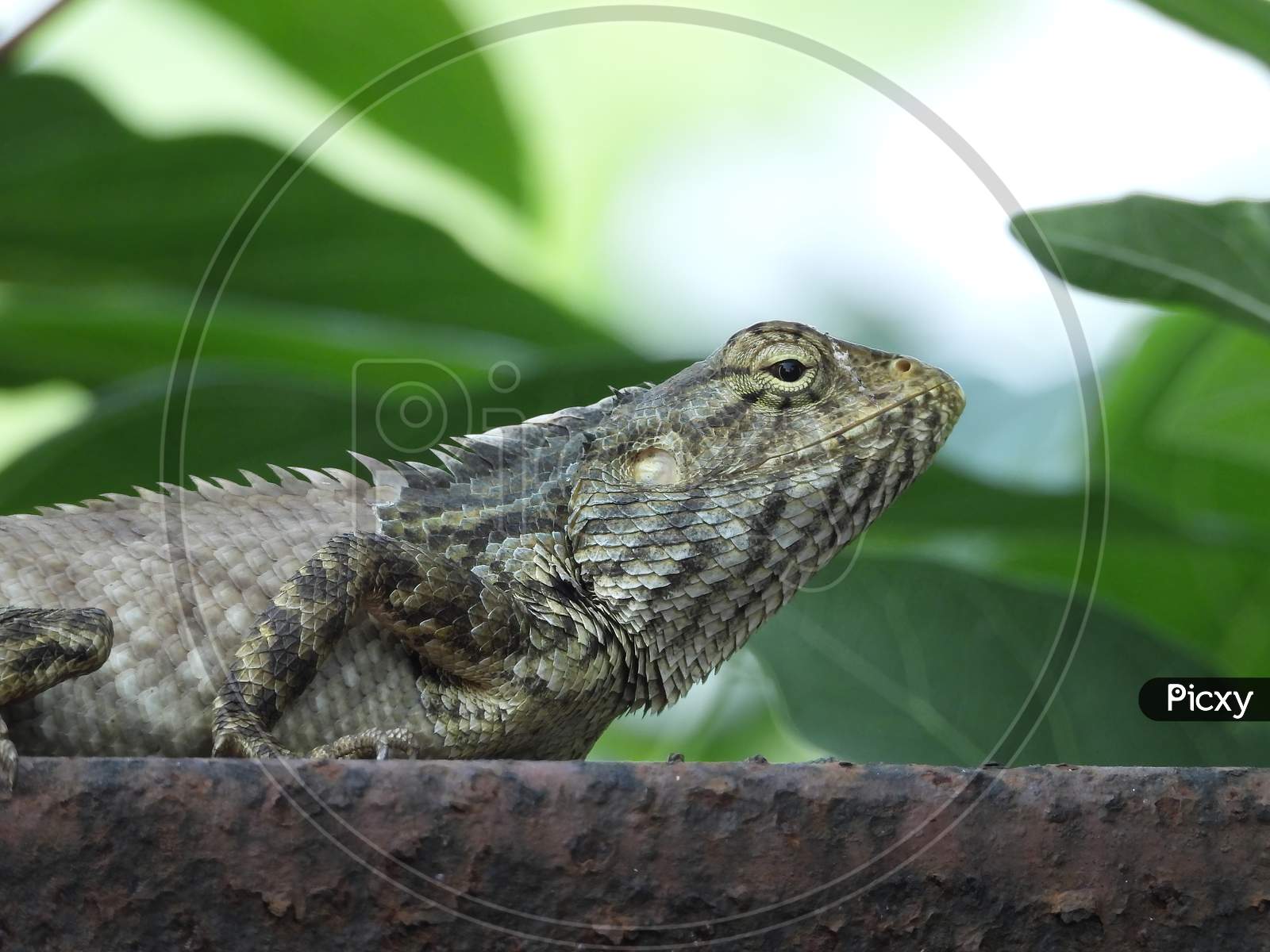 Oriental garden lizard in natural habitat