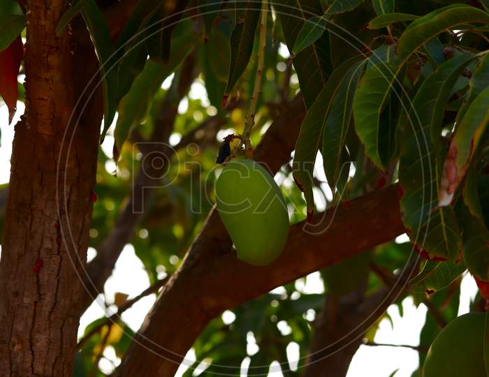 Mangoes On Branch And Green Leaf,Mango On Tree,Unripe Mangoes On Tree,Bunch Of Fresh Mangoes Hanging From Tree,Selective Focus