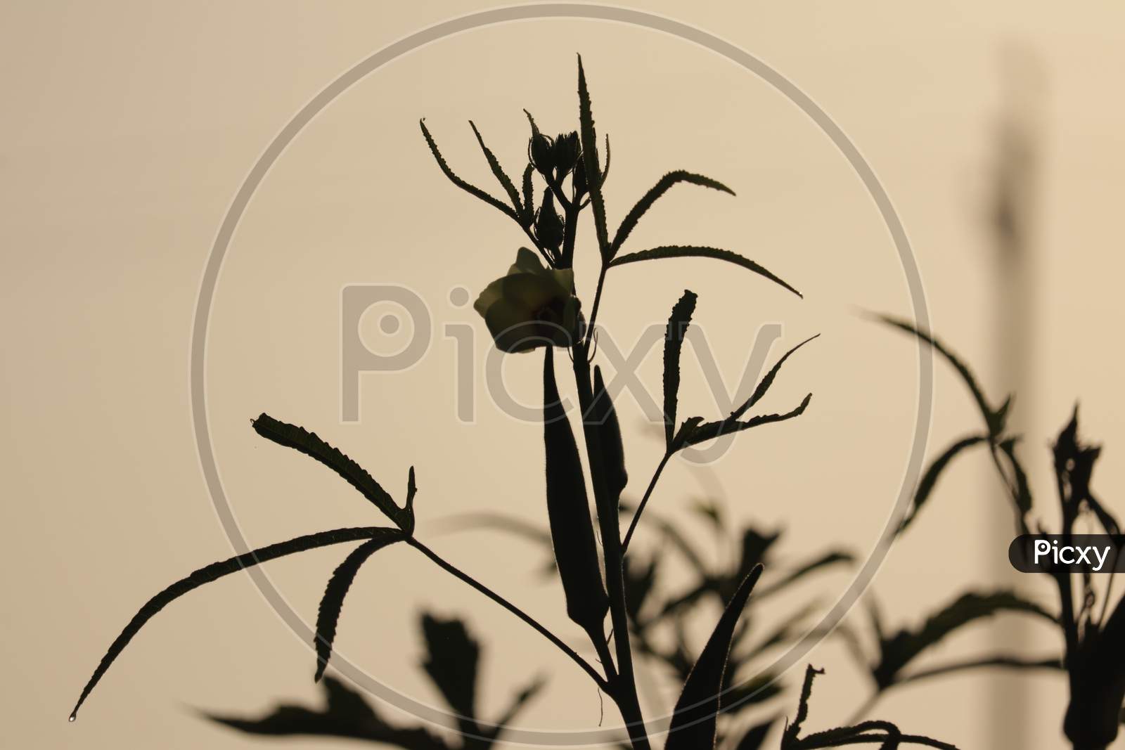 Nature Concept With Sunset Warm Light, Agriculture Industry, Lady Finger Farming,Bhindi Plants,Okra Crop In Fruiting Stage,Lady Finger Farming, Selective Focus Without Noise
